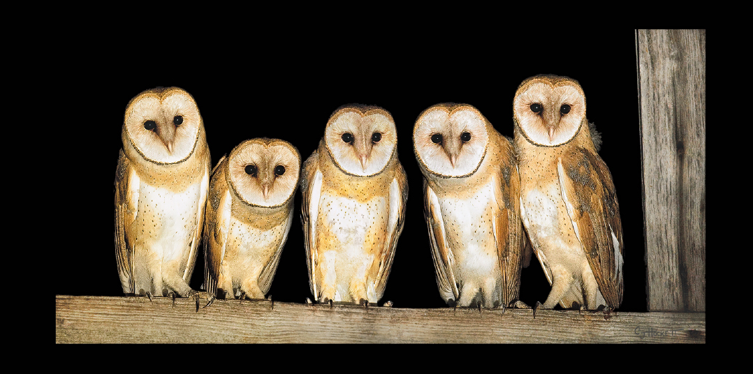 "Owls" by CJ Hockett. Photograph. Copyright CJ Hockett 2017. Courtesy of the artist.