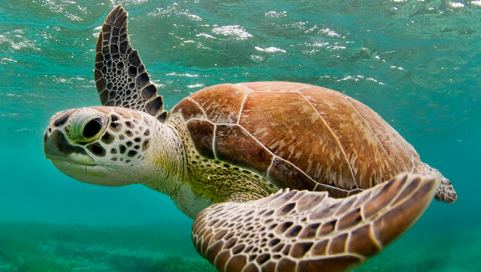 "Swimming Turtle" by Jay Fleming. Photograph. Copyright Jay Fleming 2017. Courtesy of the artist.