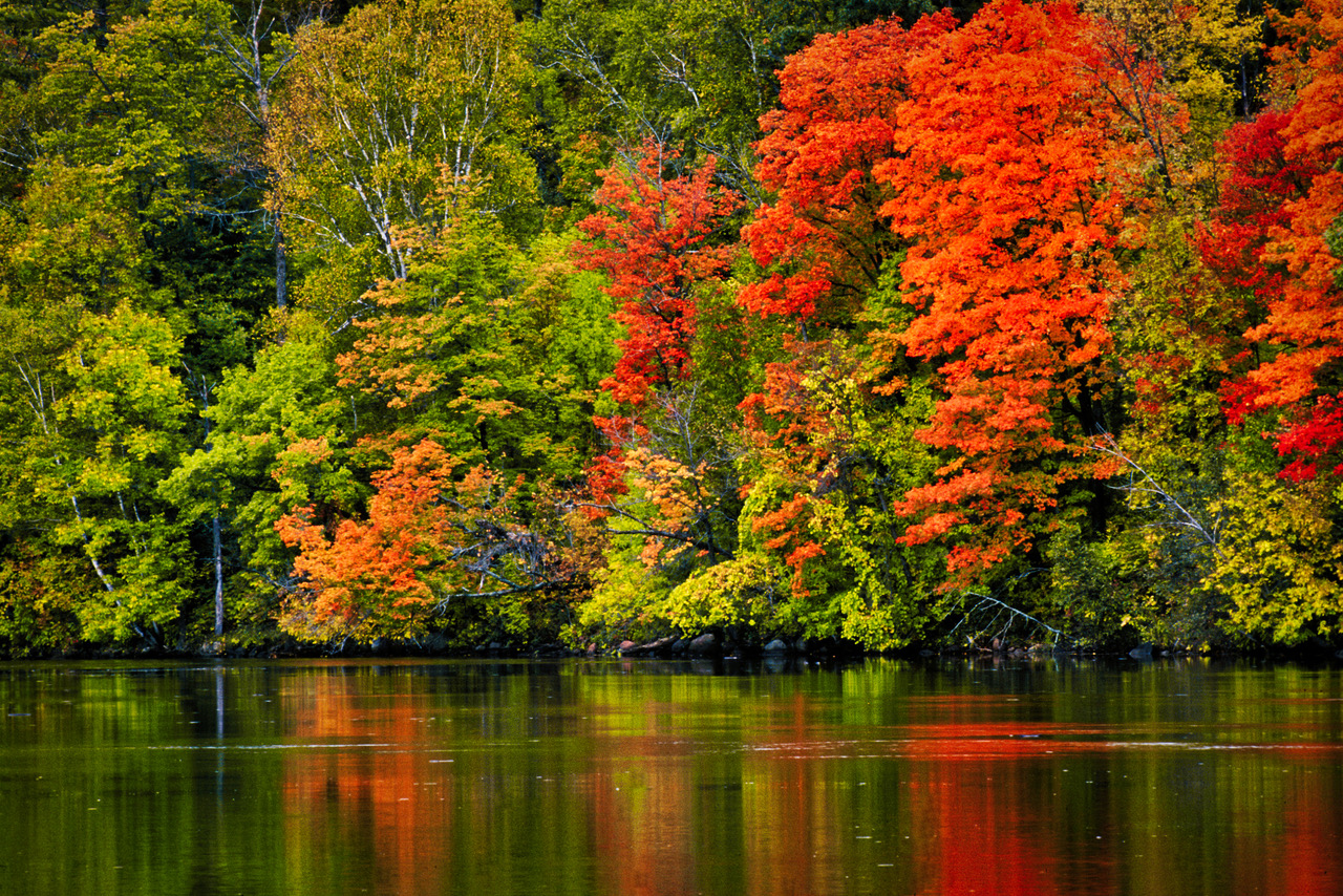 Dudley Edmondson, Fall Color on St. Louis River (1998). Photograph. ©Dudley Edmondson. Courtesy of the artist.   An array of deciduous trees close out the growing season in spectacular color.   Brilliant oranges and reds emerge as trees recall the green chlorophyll in their leaves for winter storage in trunks and roots. Soon the trees will discard their leaves, shrinking their surface area to reduce exposure to winter’s strong winds and heavy snows.  