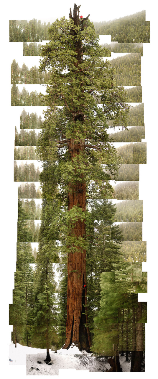 Giant Sequoia Camp Nelson California