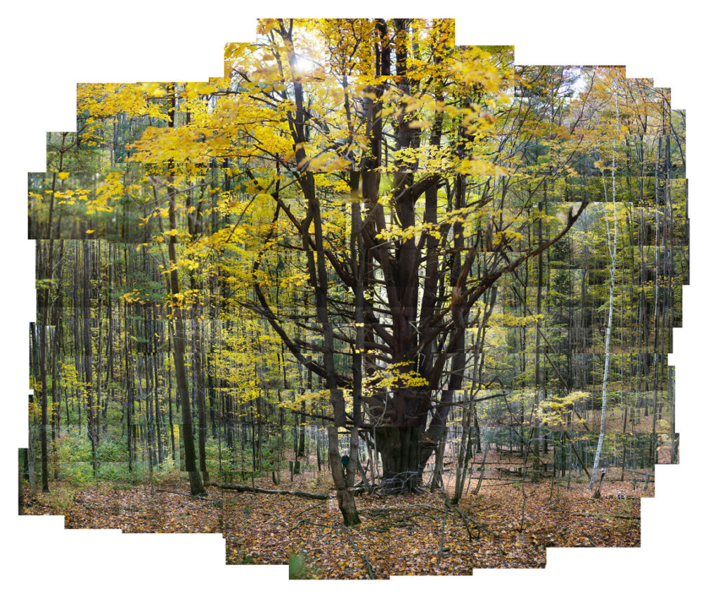 James Balog, Eastern White Pine, Lenox, Massachusetts, October 2002. Photograph ©2002 James Balog Photography/Earth Vision Institute. Courtesy of the artist. Eastern white pines are the tallest conifers native to eastern North America – Pennsylvania’s Cook Forest boasts specimens over 150’ high. These magnificent trees release aromatic essential oils called phytoncides. Their antibacterial and antifungal components ward off attacking insects and may even benefit human immune systems. Recent research shows spending time in forests can reduce stress, lower blood pressure, and improve concentration – effects that may be due to phytoncides.