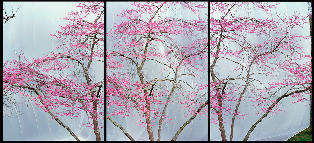 James Balog, Redbud tree in spring bloom, Maggie Valley, NC, April 2001. Photograph. ©2001 James Balog Photography. Courtesy of the artist. Few things are as spectacular as a redbud tree in full spring bloom. Showy pink or reddish-purple blossoms adorn graceful branches. As the seasons progress, heart-shaped leaves emerge – reddish at first, dark green in summer and canary yellow in autumn. Redbuds are integral to American history. Native Americans boiled the bark for medicinal uses and ate the flowers raw or fried. George Washington was also fond of this early spring bloomer, transplanting many to his Mount Vernon gardens.