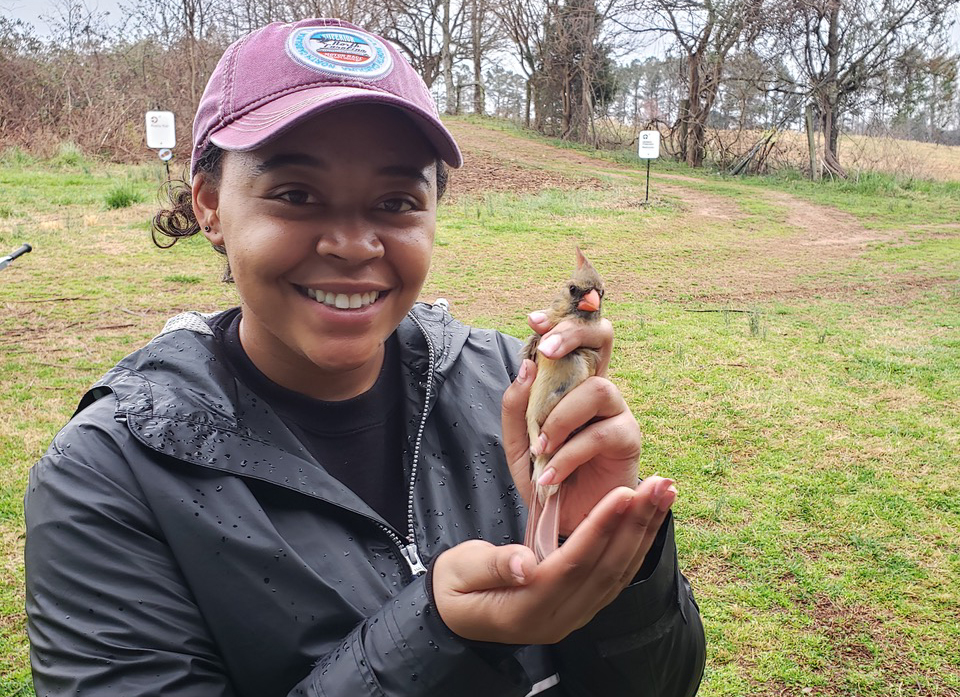 Lauren D. Pharr holding a female Northern Cardinal (Cardinalis cardinalis) captured, banded, and later released in Raleigh, North Carolina.