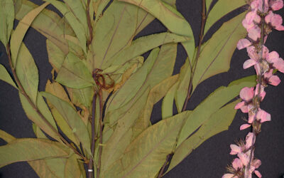 MSU Broad Museum Explores the Story and Power of Seeds