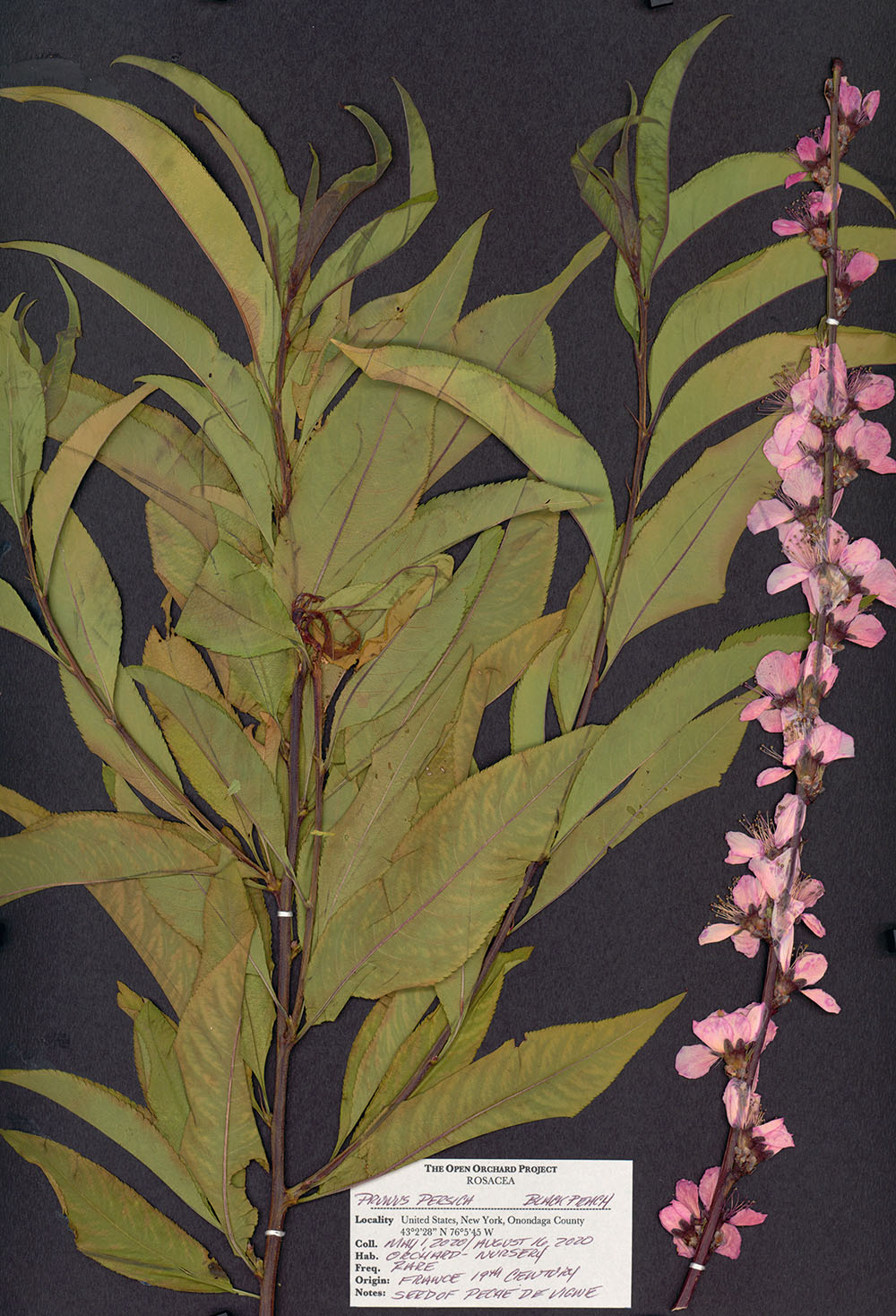 Sam Van Aken, <em>Herbarium, Black Peach </em>(detail), 2019–present. Courtesy of the artist and Ronald Feldman Gallery, New York.