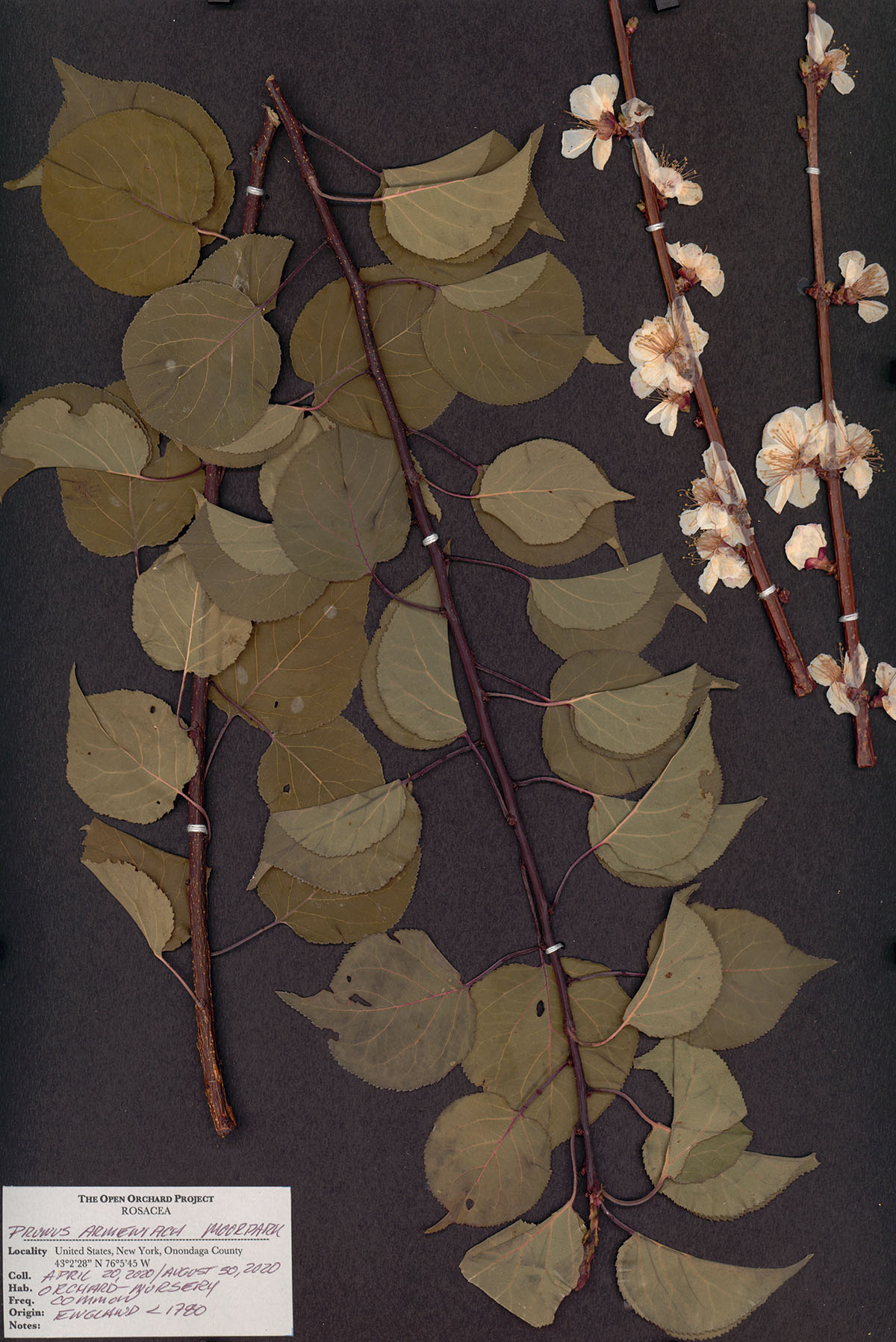 Sam Van Aken, Herbarium, Moorpark (detail), 2019–present. Courtesy of the artist and Ronald Feldman Gallery, New York.
