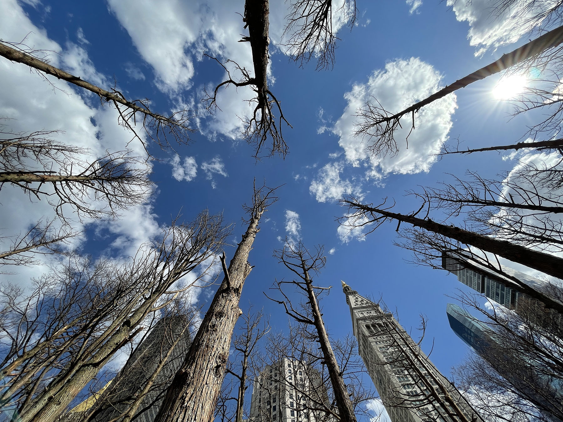 Maya Lin, Ghost Forest, 2021. Installation. ©Maya Lin 2021. Courtesy of the artist and Madison Square Park Conservancy. Photo: Maya Lin Studio. 