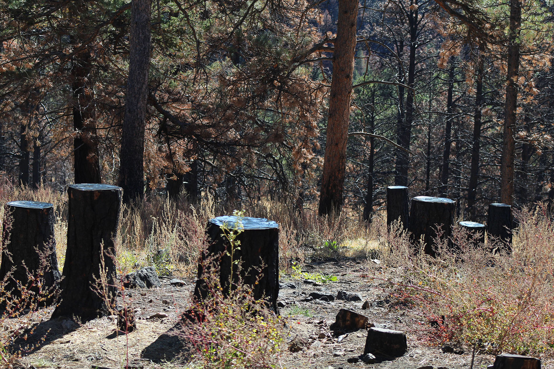 Amy Hoagland,<em> Reflections on the Future</em>. Etched stainless steel. ©Amy Hoagland 2021. Courtesy of the artist.