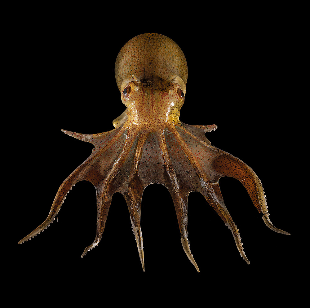 Leopold and/or Rudolf Blaschka, Spineless: Octopus tetracirrhus. Glass. Circa 1850s. ©President and Fellows of Harvard College. Photograph by Joe Michael. Courtesy of the Mystic Seaport Museum. 